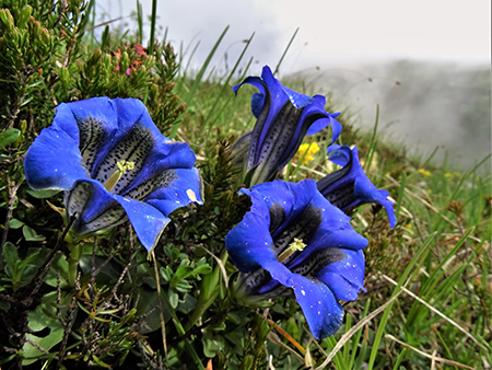 Rif. Capanna 2000 ad anello con fiori e nebbia-6giu23 - FOTOGALLERY